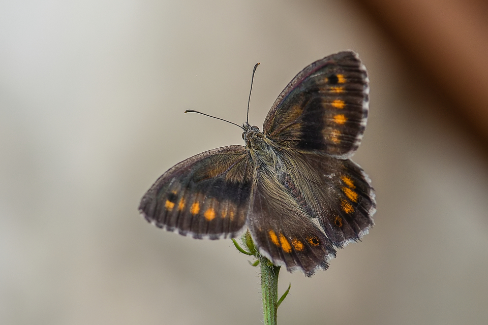 Arethusana arethusa - közönséges szemeslepke