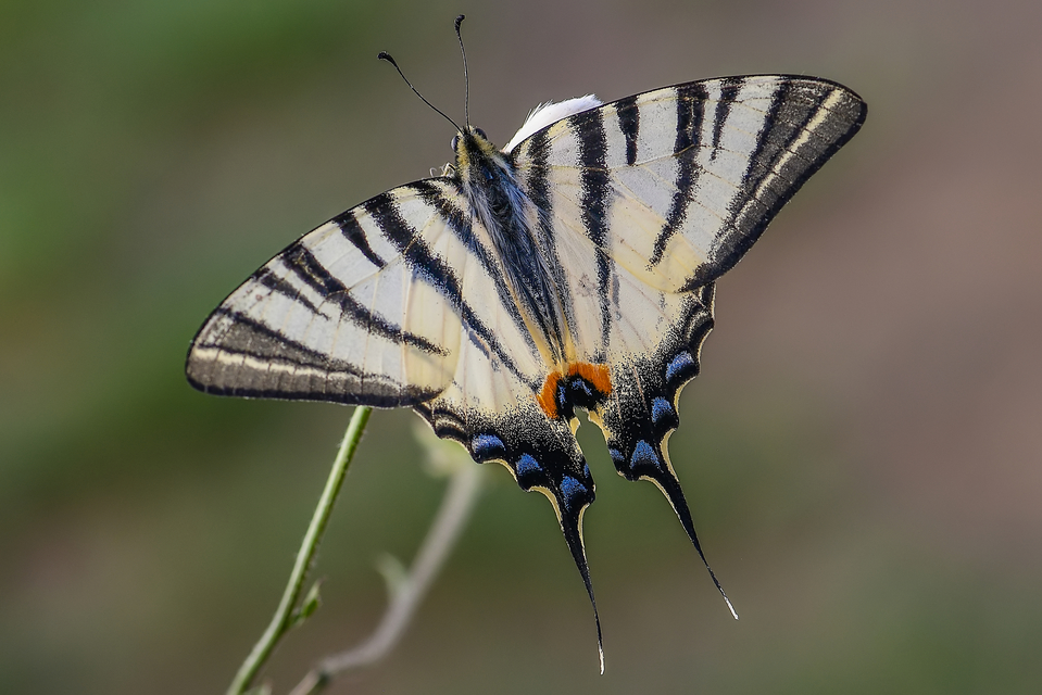 Iphiclides podalirius - kardoslepke