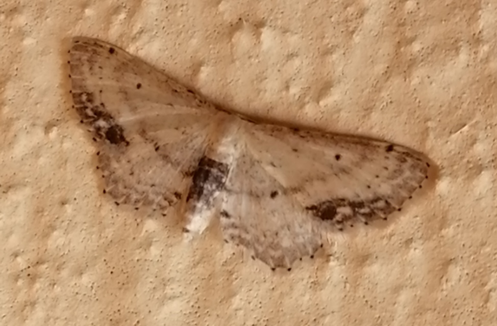 Idaea dimidiata - gyakori apróaraszoló