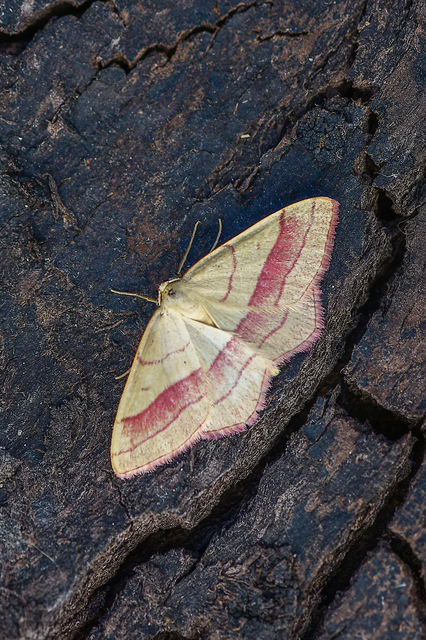 Rhodostrophia vibicaria - pirosszélű araszoló