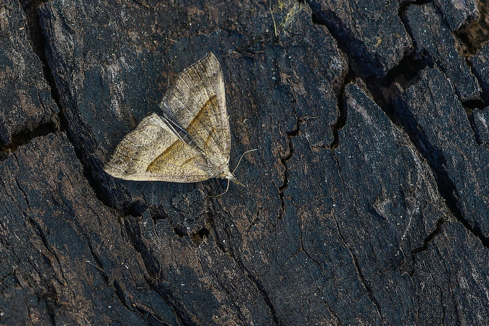 Hypena proboscidalis - ormányos karcsúbagoly