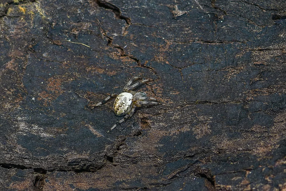 Araneus marmoreus - márványos keresztespók