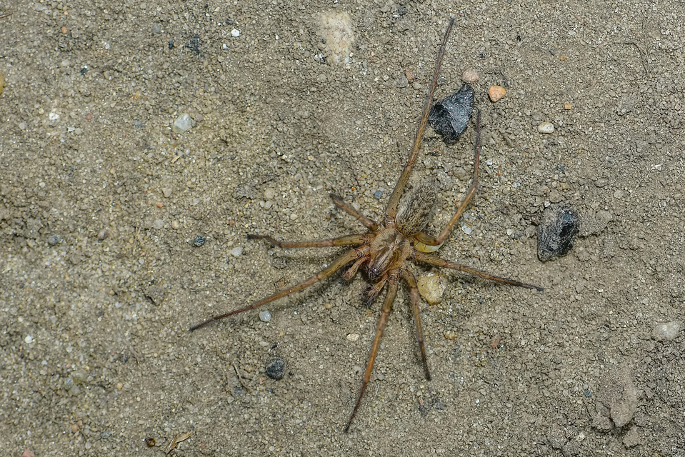 Eratigena agrestis - réti zugpók