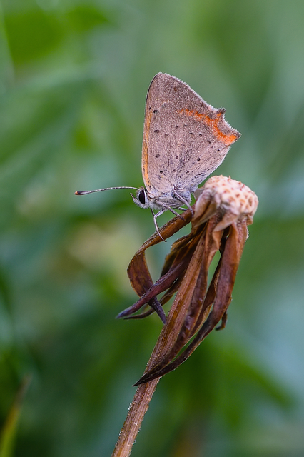 Lycaena phlaeas - közönséges tűzlepke