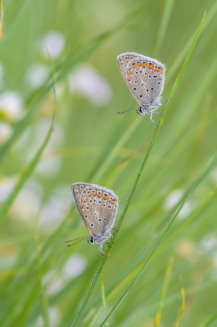 Polyommatus icarus - közönséges boglárka