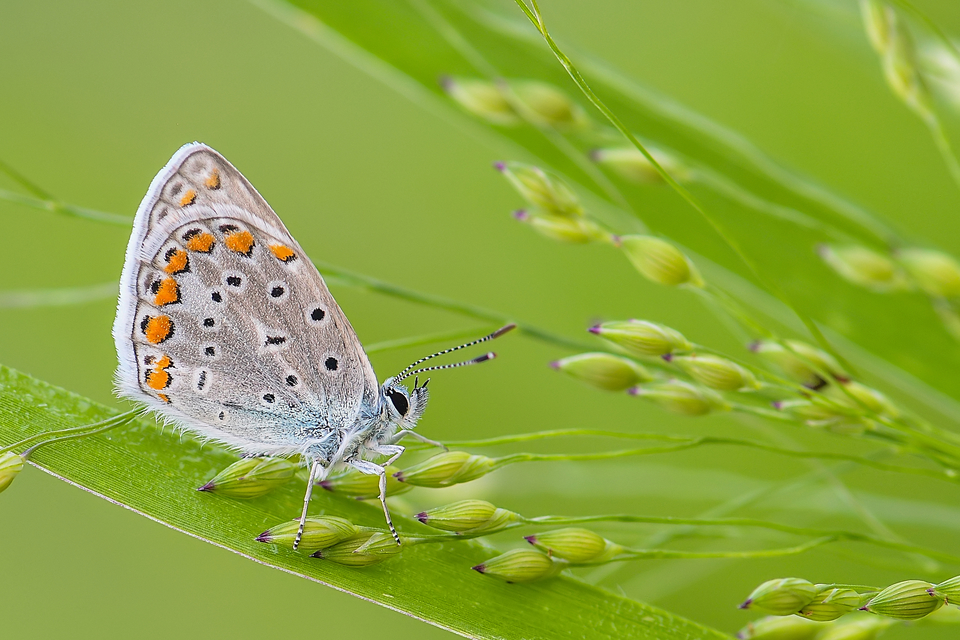 Polyommatus icarus - közönséges boglárka
