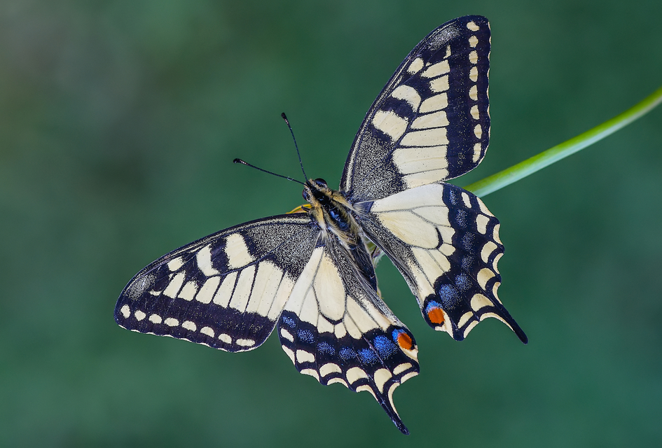 Papilio machaon - fecskefarkú lepke