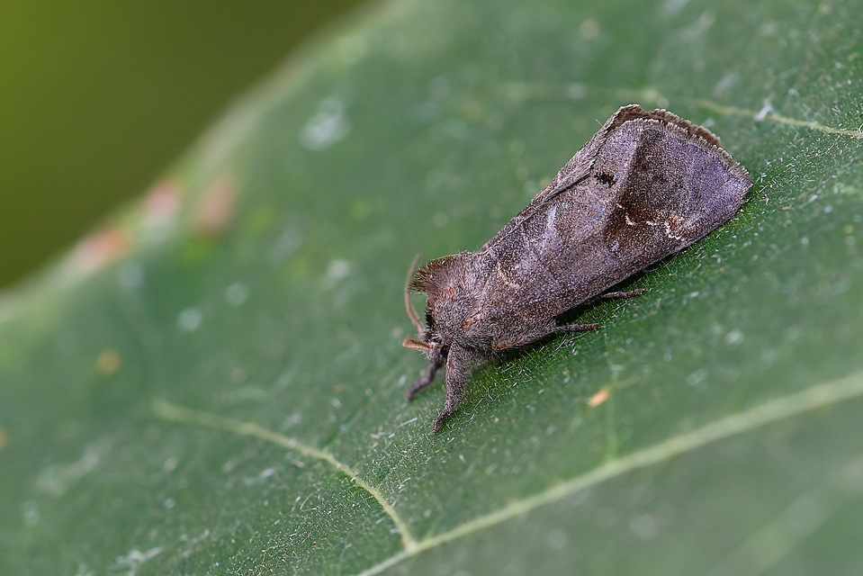 Clostera anachoreta - tarka levélszövő