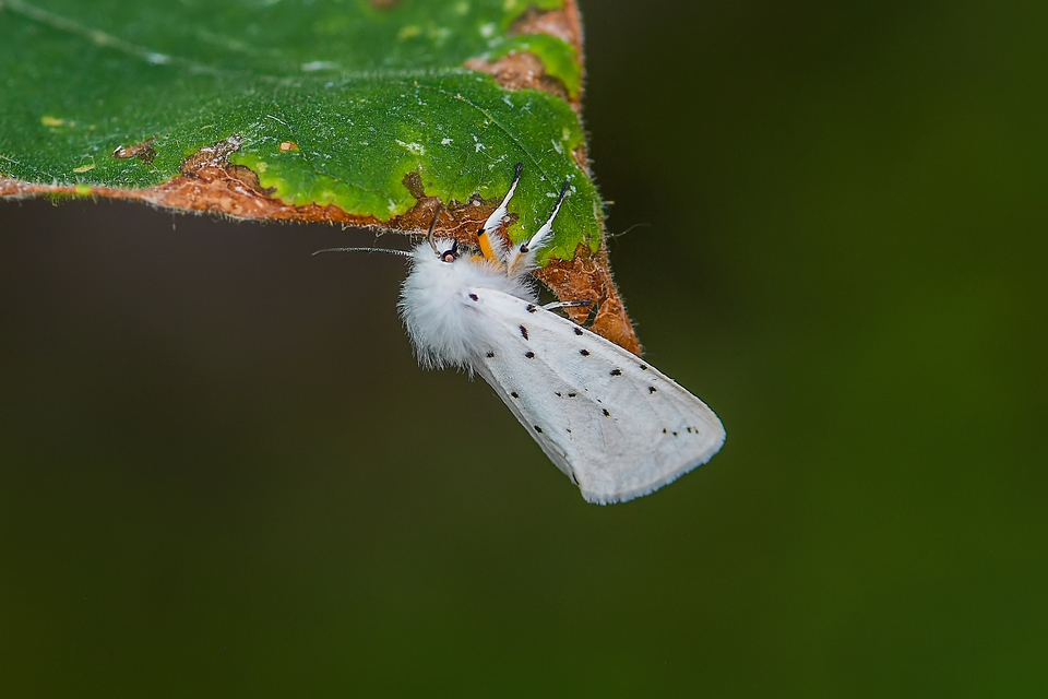 Spilosoma lubricipedum - tejszínű medvelepke