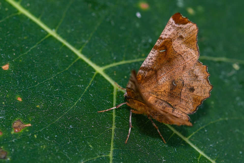 Selenia tetralunaria - négyfoltos holdasaraszoló