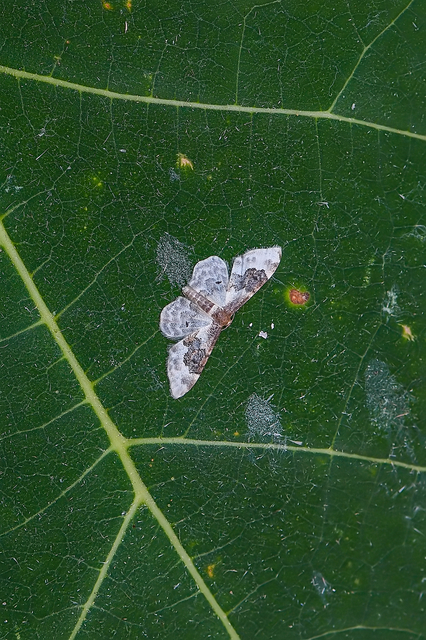 Idaea rusticata - tarka apróaraszoló