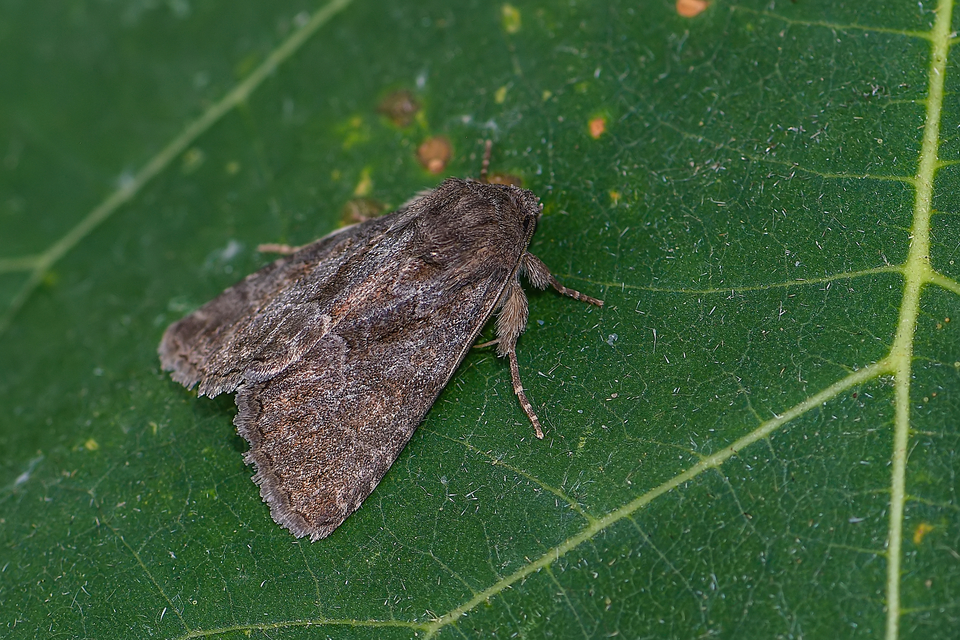 Thalpophila matura - fakó erdeibagoly