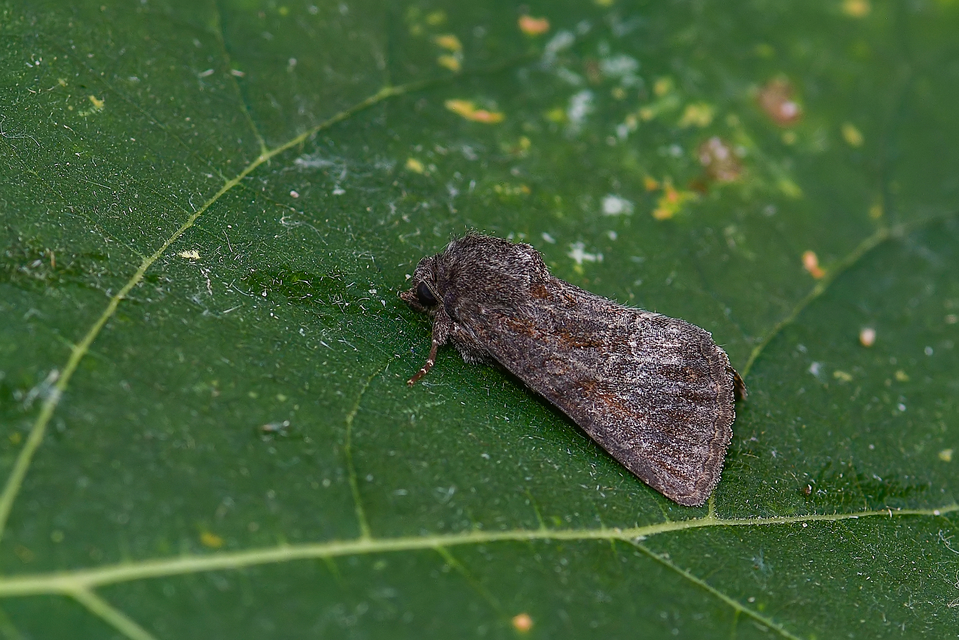 Thalpophila matura - fakó erdeibagoly