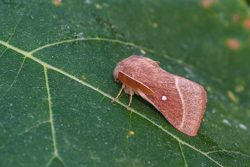 Lasiocampa trifolii - lóhereszövő