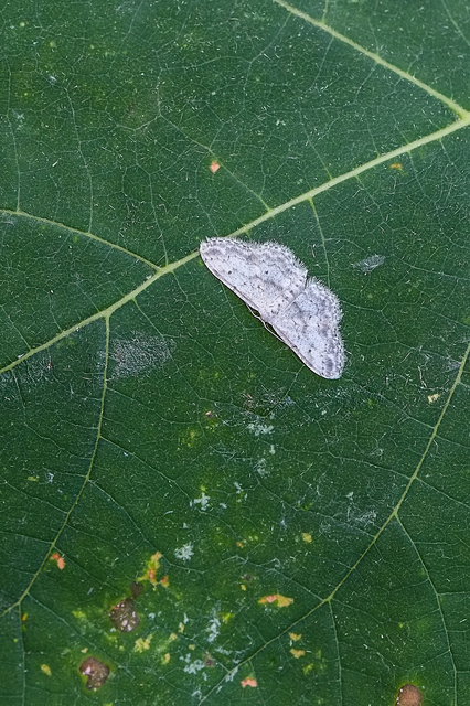 Idaea seriata - szürke apróaraszoló