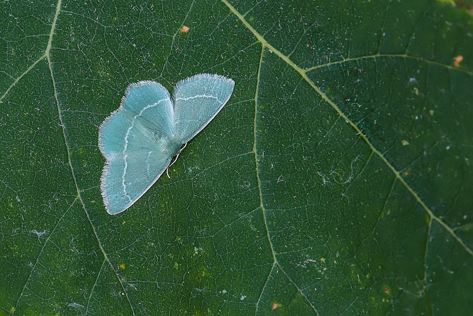 Chlorissa viridata - üdezöld araszoló