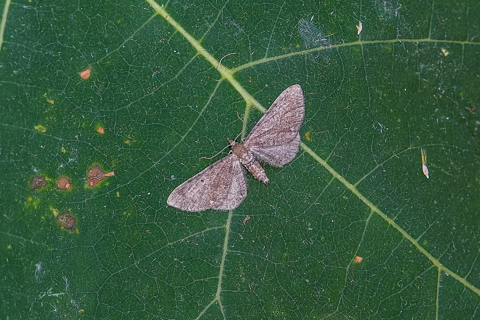 Eupithecia absinthiata - üröm-törpearaszoló
