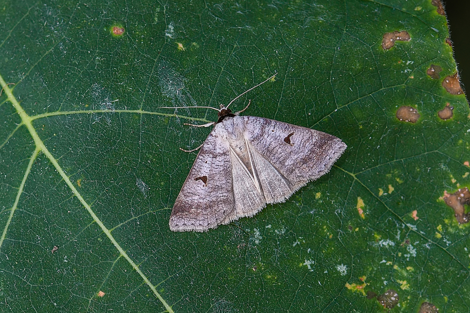 Lygephila pastinum - közönséges csüdfűbagoly