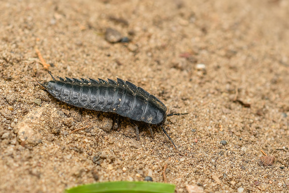 Silphidae - dögbogárfélék