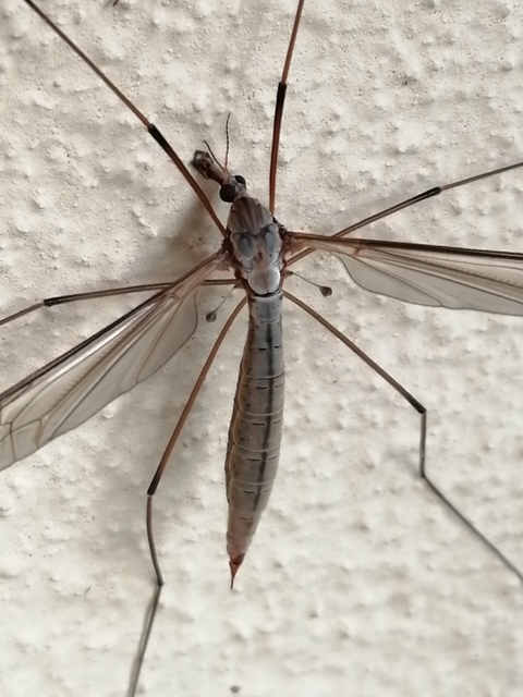 Tipula