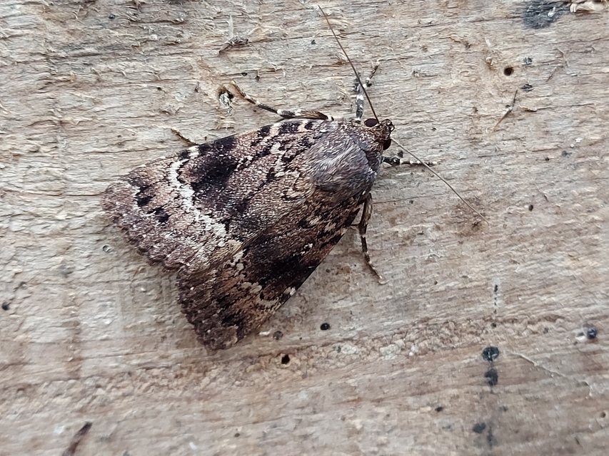 Amphipyra berbera/pyramidea
