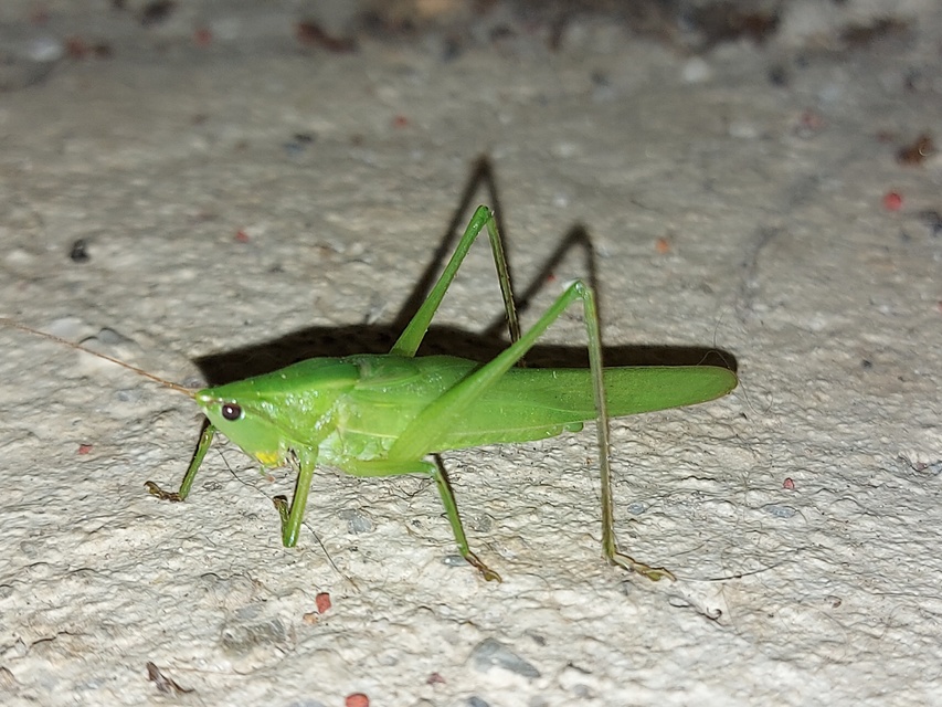 Ruspolia nitidula - nagy kúpfejűszöcske