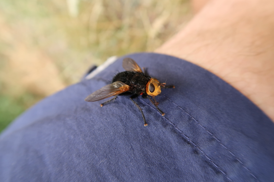 Tachina grossa - óriás fürkészlégy