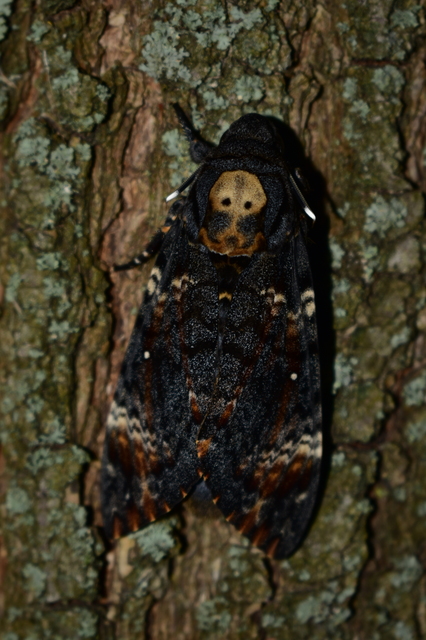 Acherontia atropos - halálfejes lepke