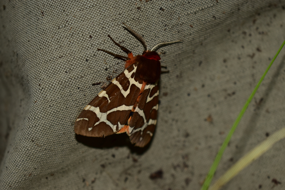Arctia caja - közönséges medvelepke
