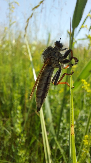 Echthistus rufinervis