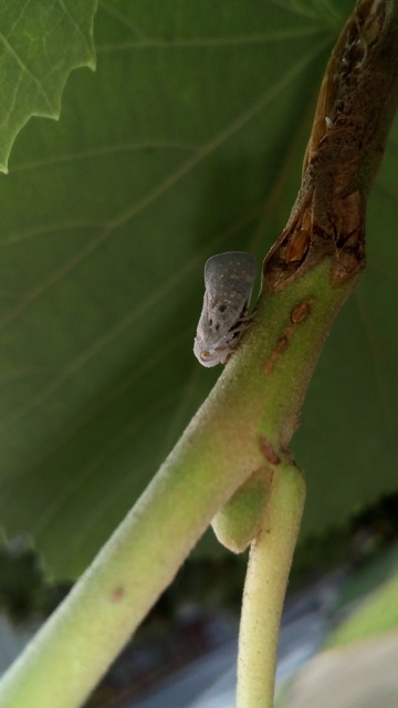 Metcalfa pruinosa - amerikai lepkekabóca