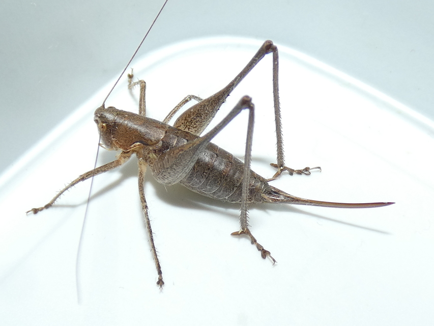 Rhacocleis germanica - német szöcske
