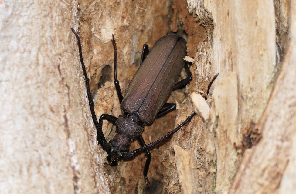 Aegosoma scabricorne - diófacincér