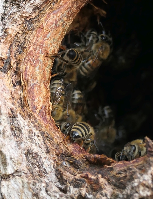Apis mellifera - háziméh