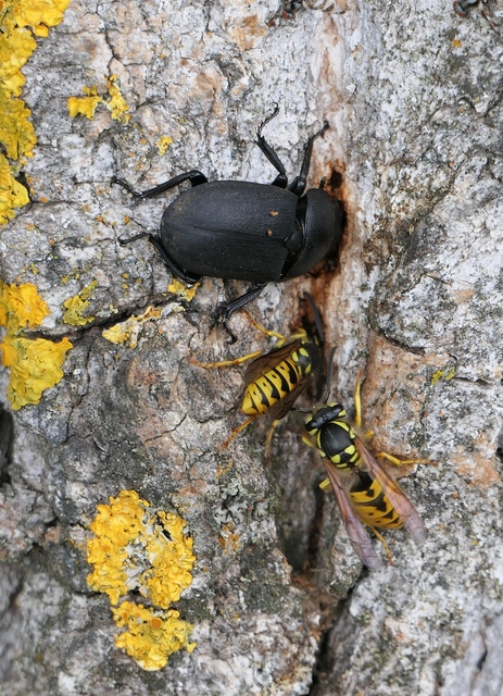 Vespula germanica - német darázs