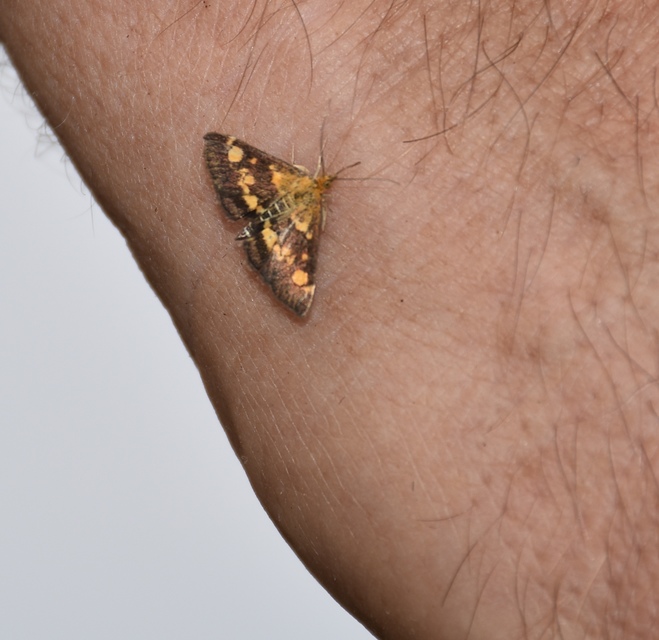 Pyrausta aurata - aranyló bíbormoly