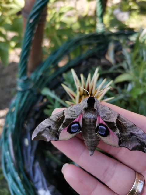 Smerinthus ocellatus - esti pávaszem