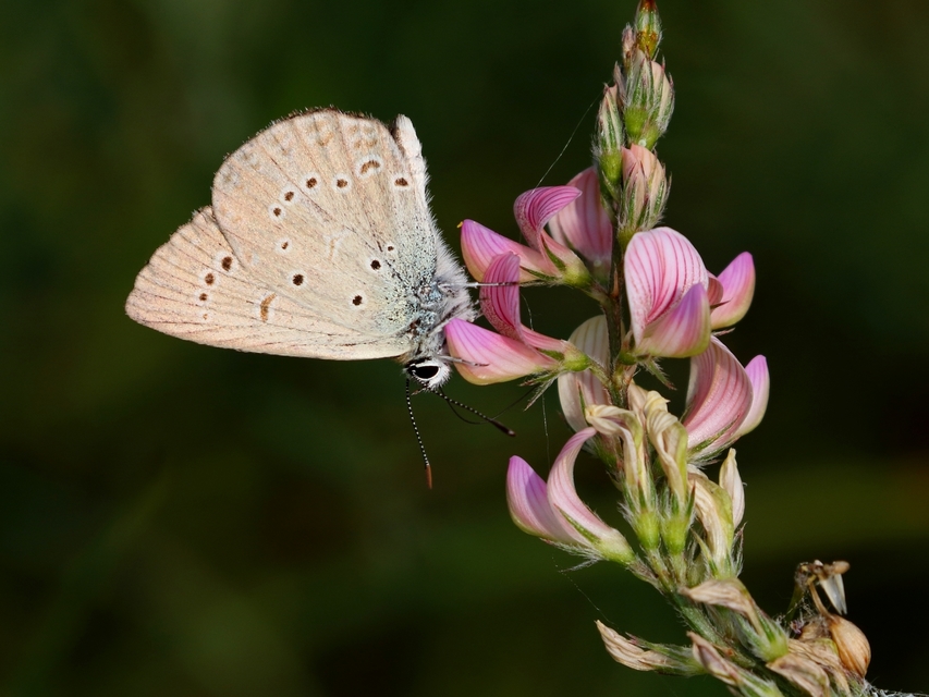 Polyommatus admetus - bundás boglárka