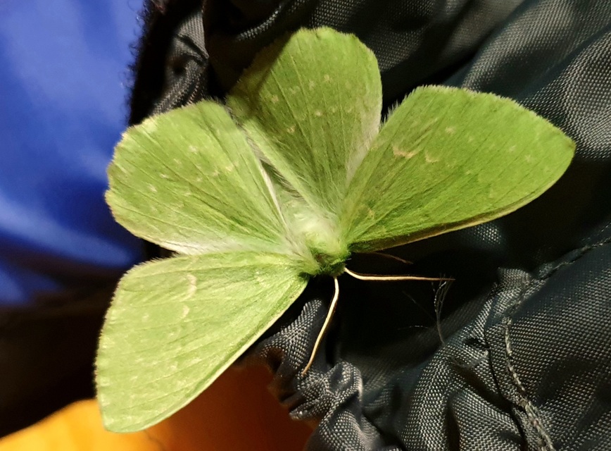 Geometra papilionaria - nagy zöldaraszoló