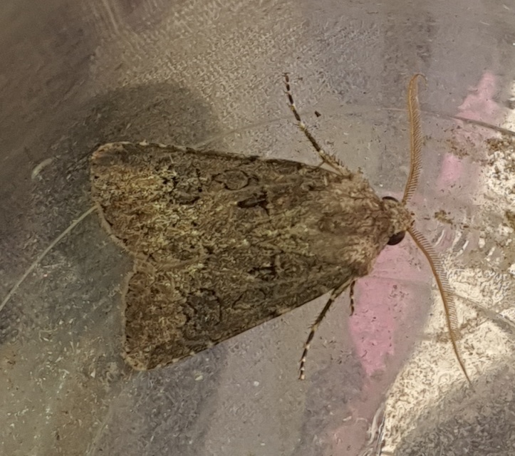 Agrotis bigramma - kétjegyű földibagoly
