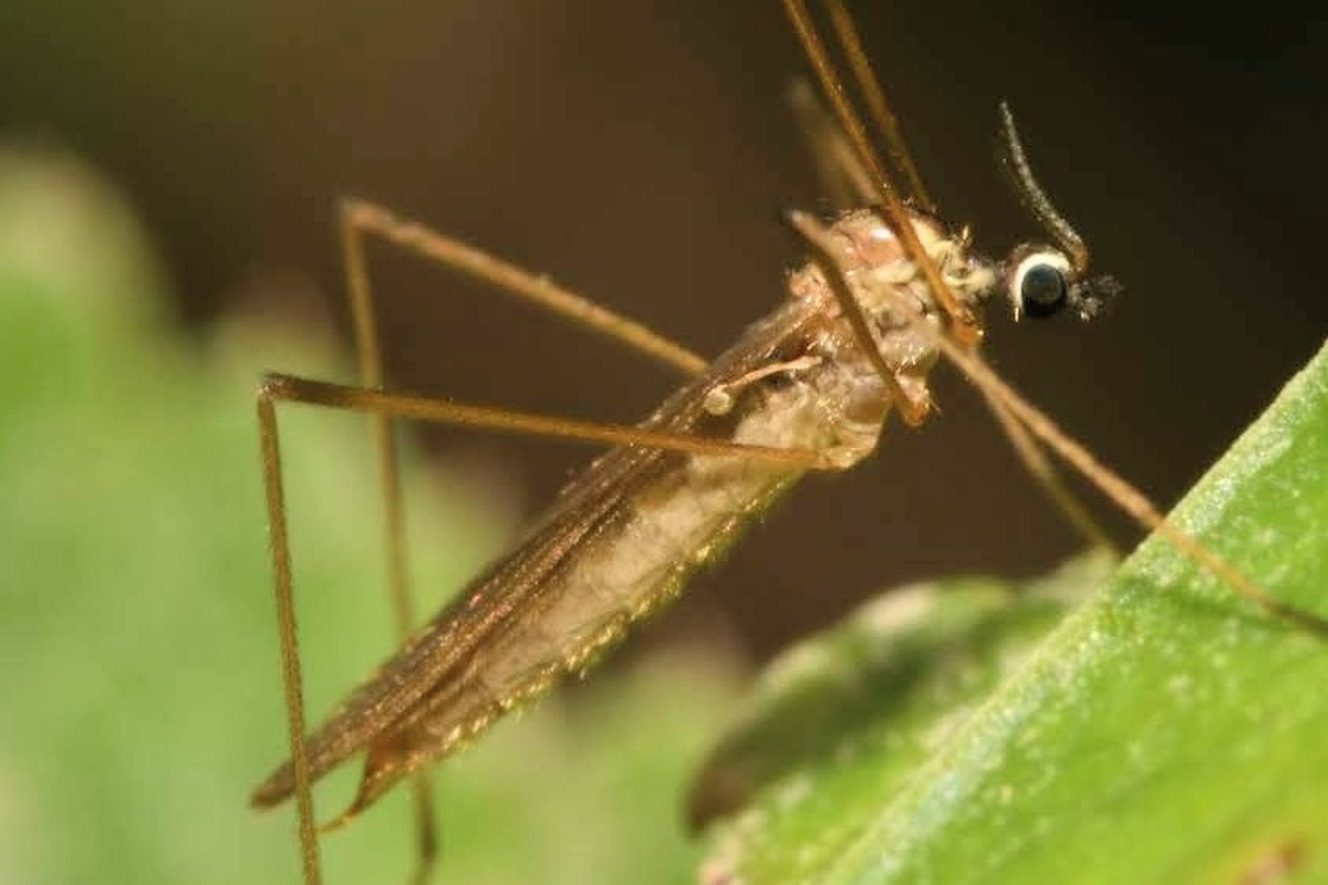 Erioptera