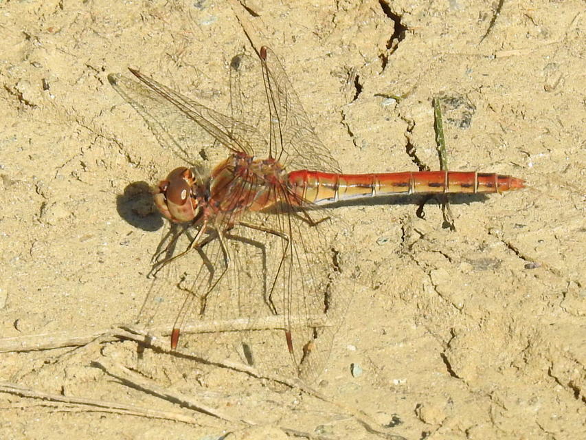 Sympetrum vulgatum - barkós katona-szitakötő
