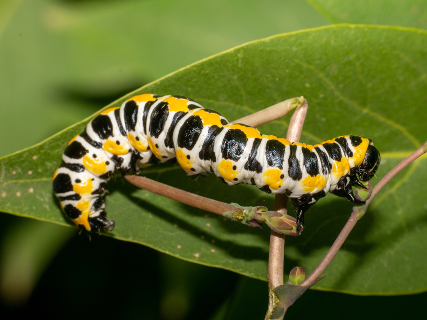 Cucullia lactucae - saláta-csuklyásbagoly