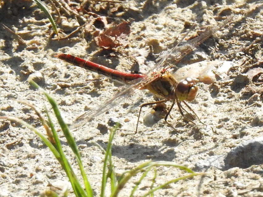 Sympetrum vulgatum - barkós katona-szitakötő