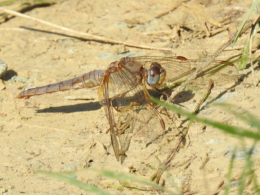 Crocothemis erythraea - skarlát szitakötő
