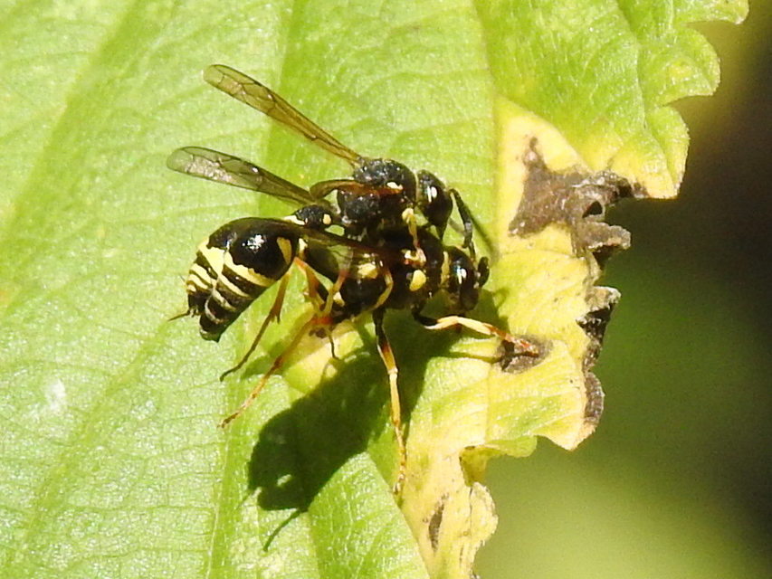 Eumenes