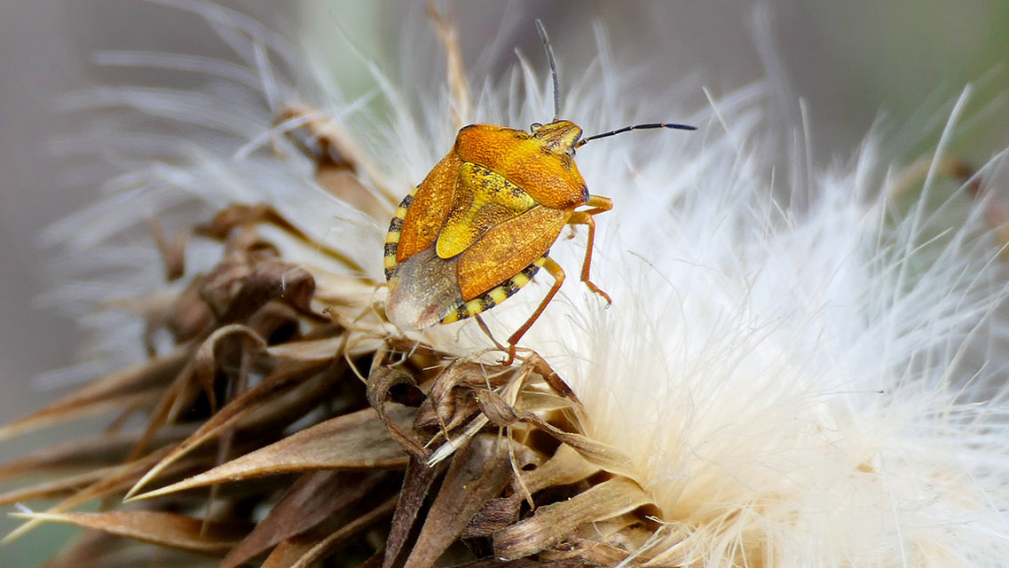 Carpocoris
