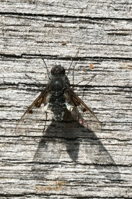 Anthrax trifasciatus