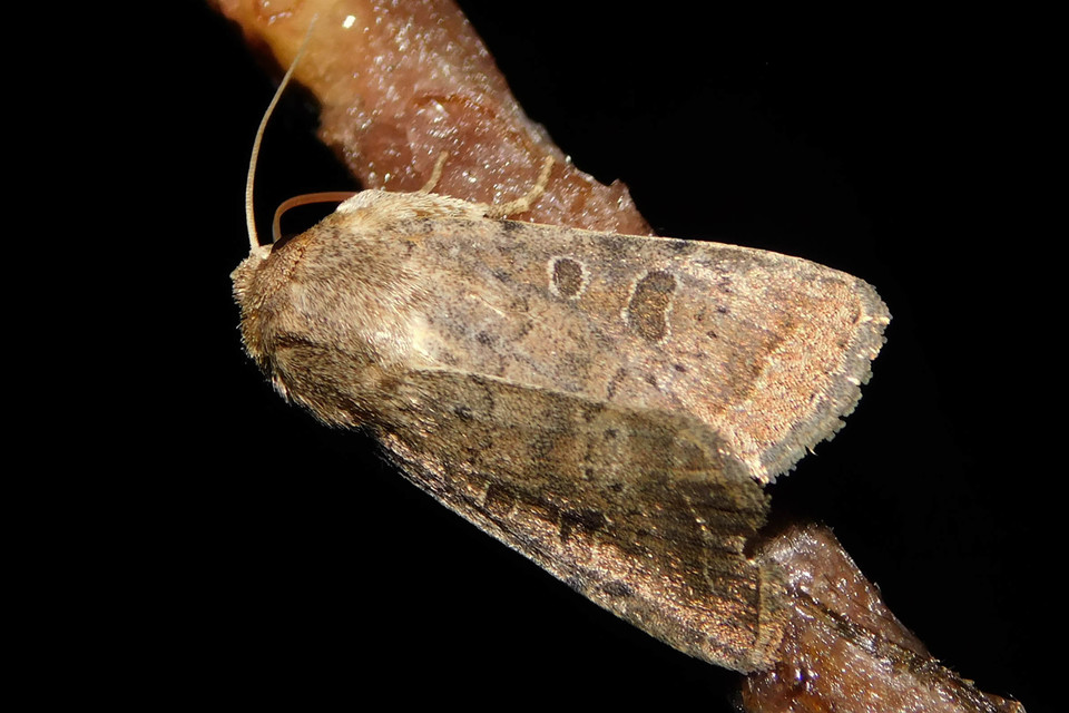 Hoplodrina octogenaria - barna selymesbagoly