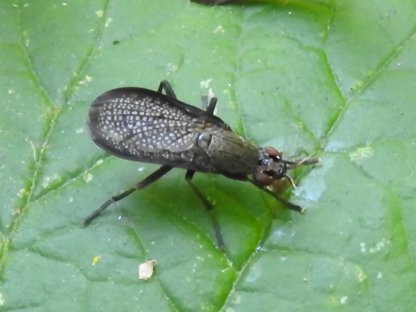 Coremacera marginata